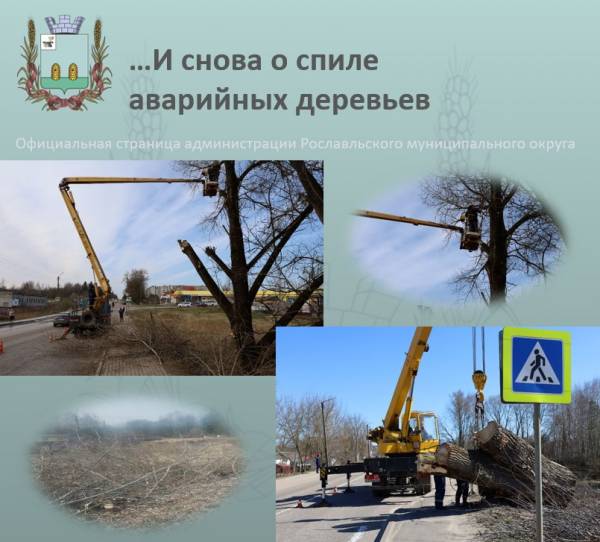 Вырубка аварийных деревьев в Рославле продолжается