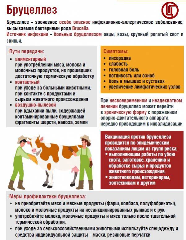 Профилактика бруцеллеза: предупреждение зоонозного заболевания