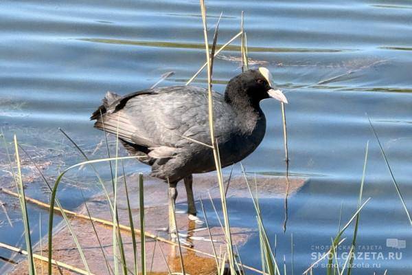 Погода в Смоленской области 8 мая: переменная облачность и высокое атмосферное давление Погода в Смоленской области 8 мая: переменная облачность и высокое атмосферное давление