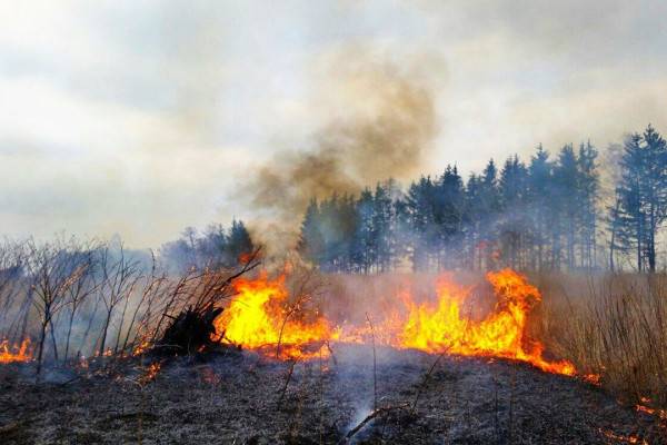 Пожары из-за травы: весенняя проблема Смоленской области