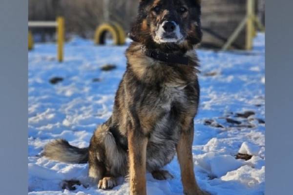 Ищем новый дом для Цито Климсверика