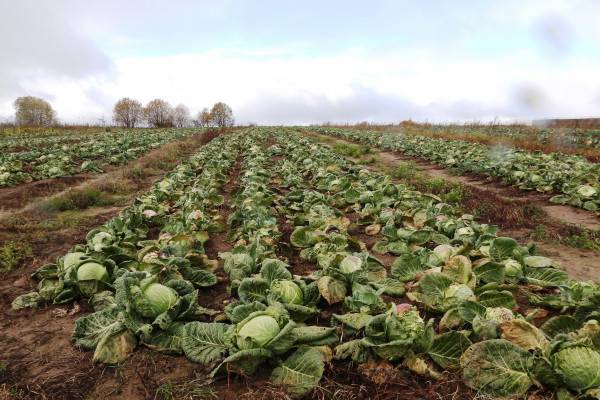В колонии-поселении №7 Смоленской области собрали свыше 776 тонн овощей