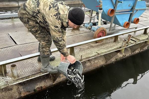 Смоленская АЭС выпустила более 41 тысячи мальков чёрного амура в Десногорское водохранилище