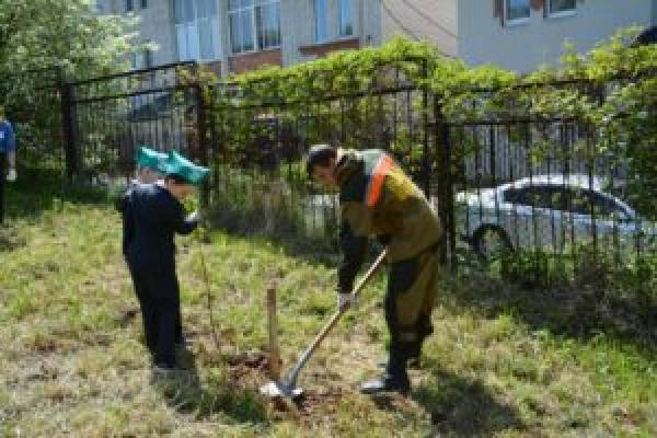 Почти 200 тысяч деревьев посадят весной в Смоленской области